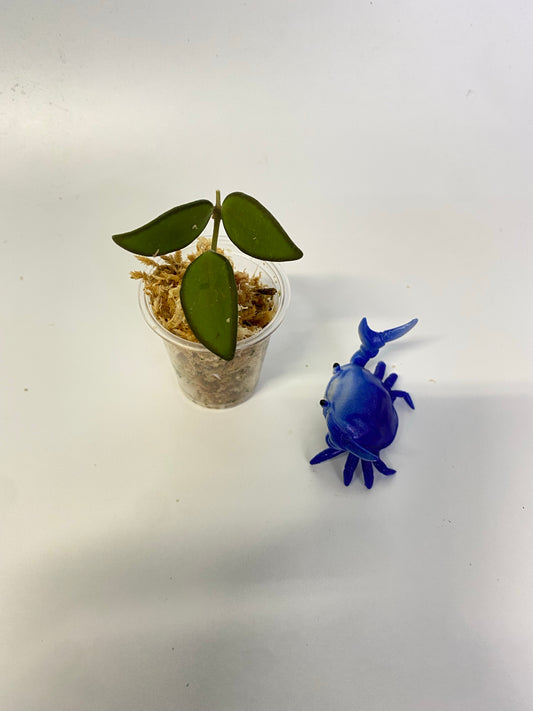 Hoya rosita (wayettii x tsangii) - Unrooted