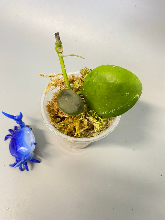 Hoya Kastbergii - with new growth