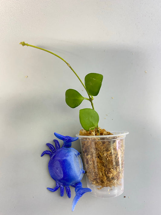 Hoya heuschkeliana pink - Unrooted - free add-on