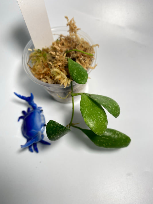 Hoya ets-10 - has some roots