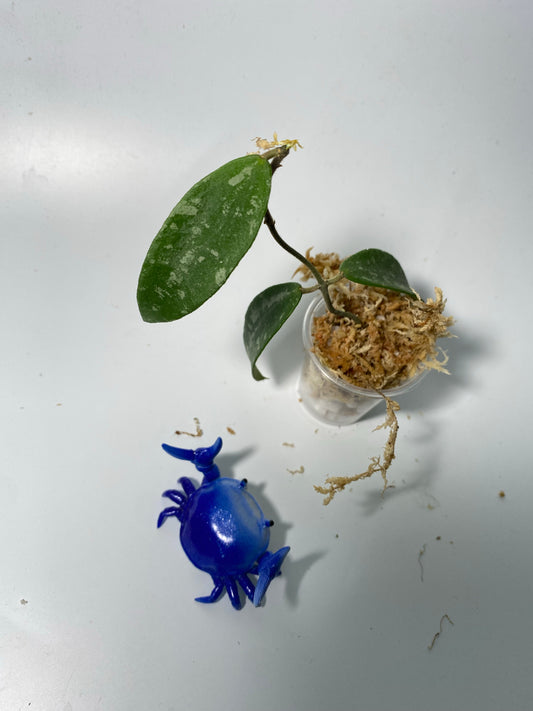 Hoya phuwuaensis - unrooted