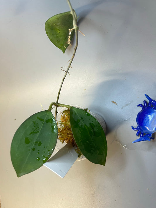 Hoya paulshirleyi - has some roots