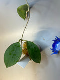 Hoya paulshirleyi - has some roots