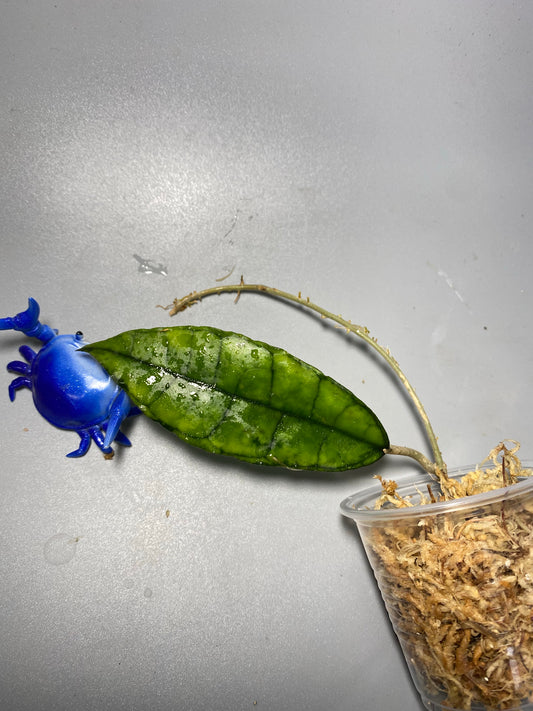 Hoya Nong nooch Iml 1541 - Unrooted