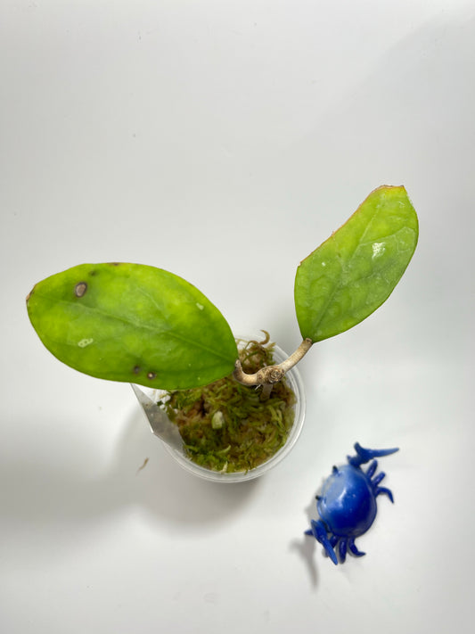 Hoya ut 163 - has some roots and leaf blemish