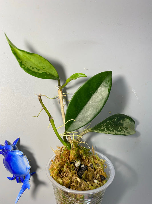 Hoya AH-074 silver clone- active growth