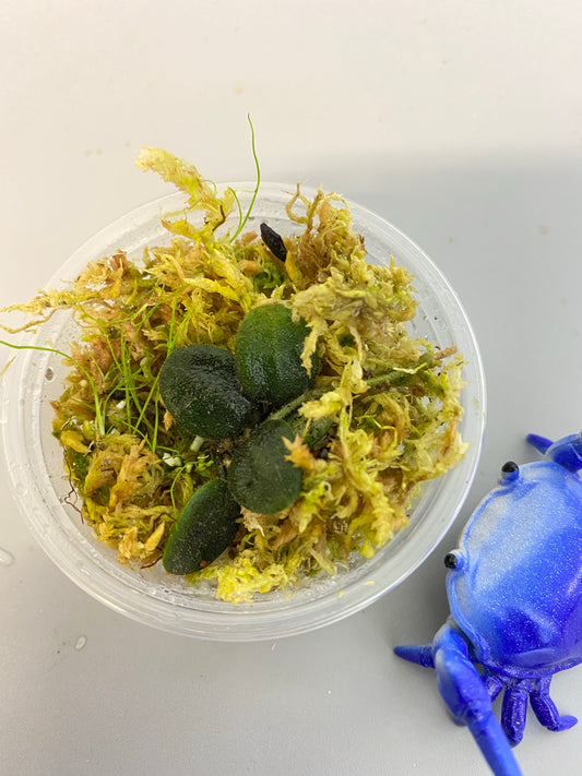 Hoya serpens with some root.