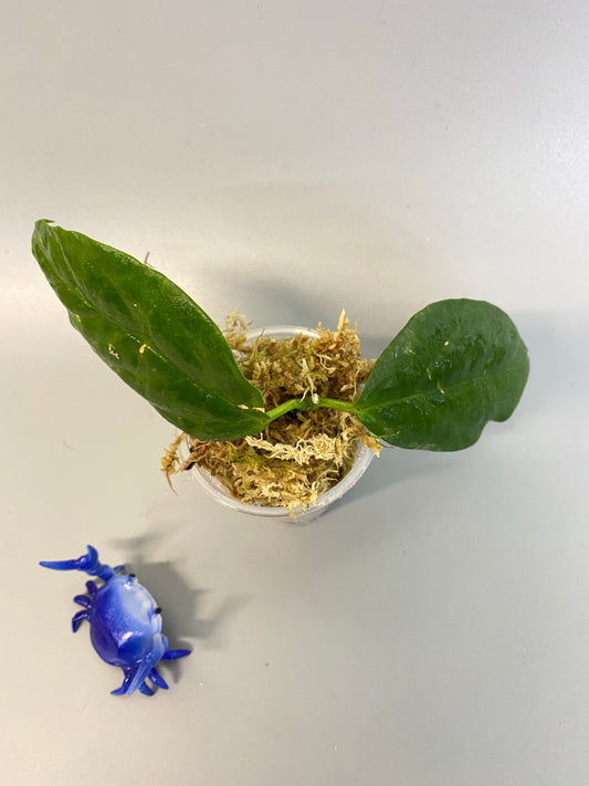 Hoya chewiorum - starting to root.