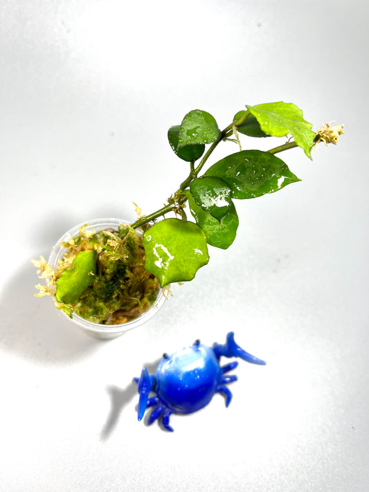 Hoya endauensis - has some roots