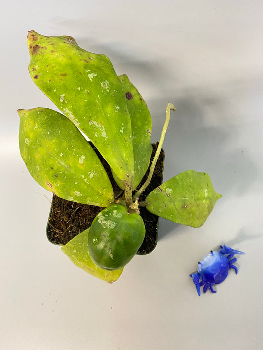 Reserved for Katrina - Hoya mitrata with splash