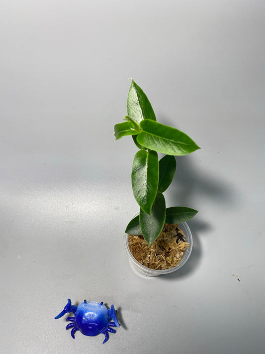 Hoya densifolia - has some roots