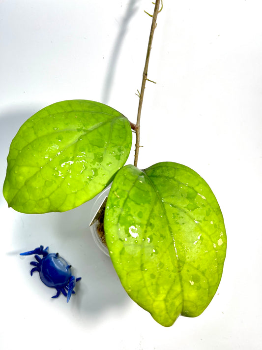 Hoya epc 1015 - unrooted