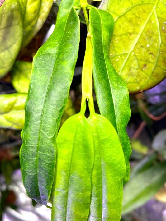 Hoya platycaulis - fresh cut - 1 node - unrooted