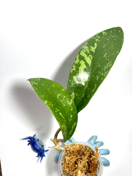 Hoya aff Verticillata splash - unrooted