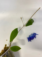 Hoya camphorifolia - has some roots