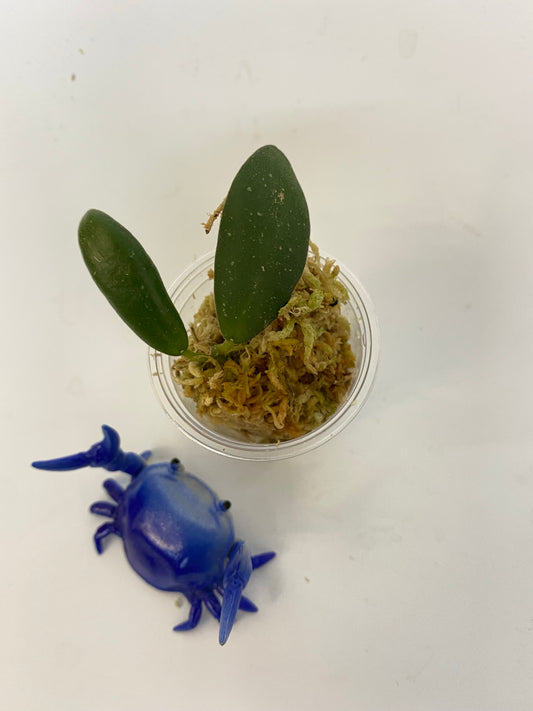 Hoya gps 7240 - starting to root