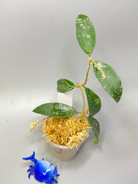 Hoya phuwuaensis - has some roots