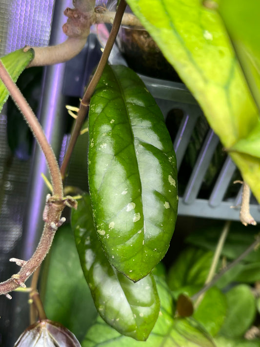 Hoya leoensis (viola x fuscomarginata) - fresh cut 1 node/leaf - unrooted
