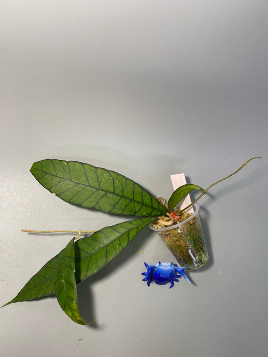 Hoya kalimantan - active growth