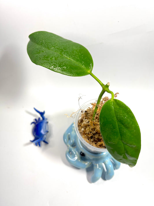 Hoya halconensis - Unrooted