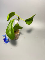 Hoya sp png sv 432 - has some roots