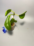 Hoya sp png sv 432 - has some roots
