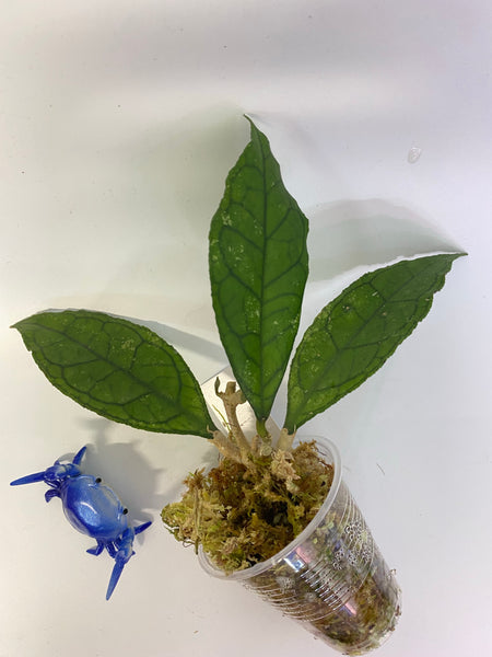 Hoya Finlaysonii big leaf - active growth