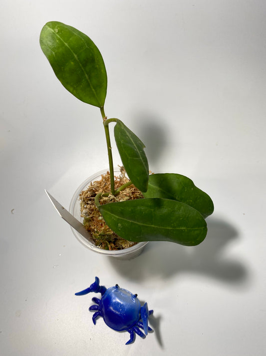 Hoya elliptica round leaf - active growth