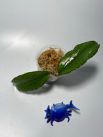 Hoya erythrina - unrooted