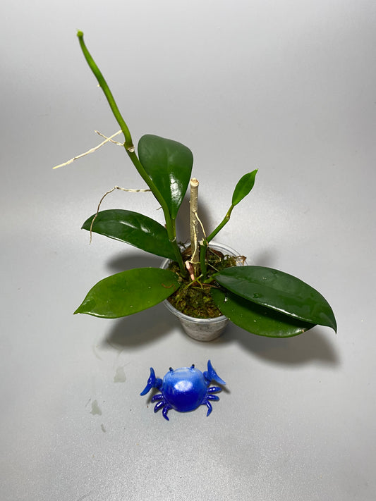 Hoya UT-036 West Timor - active growth