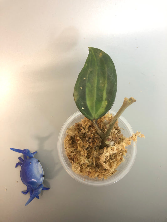 Hoya macrophylla pot of gold - starting to root.