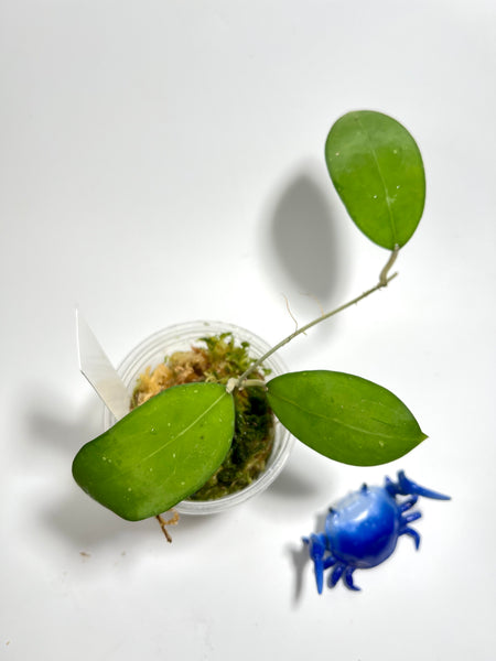 Hoya erythrostemma - Unrooted