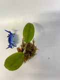 Hoya finlaysonii dark leaf - starting to root