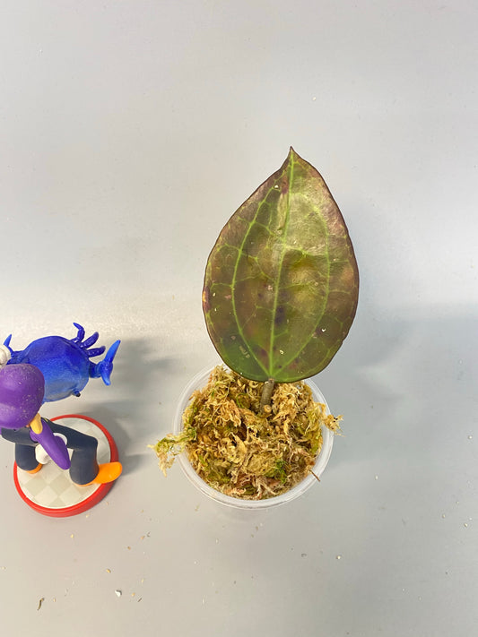 Reserved for Jennifer - Hoya IV from WMZ - just starting to root.