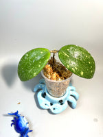 Hoya sp vietnam ah001 - unrooted