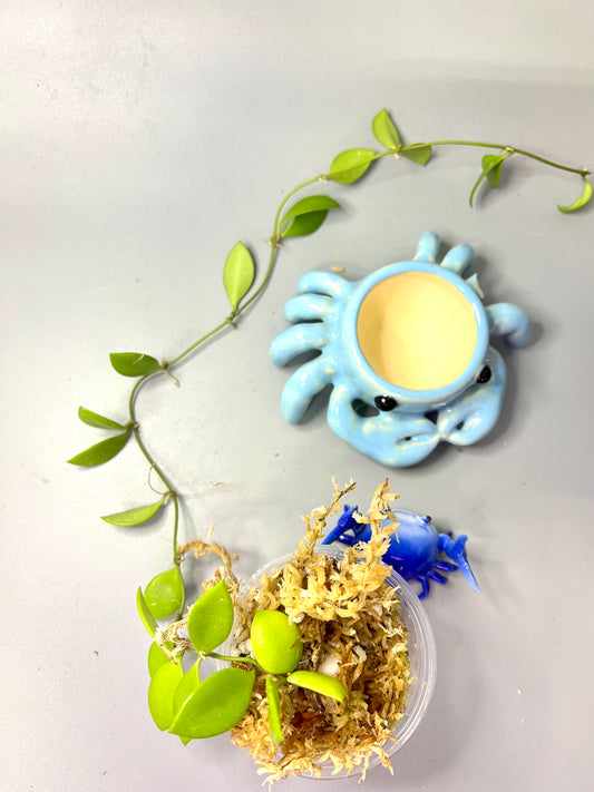 Hoya picta - has some roots