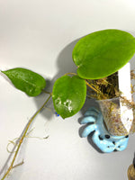 Hoya cardiophylla - has some roots