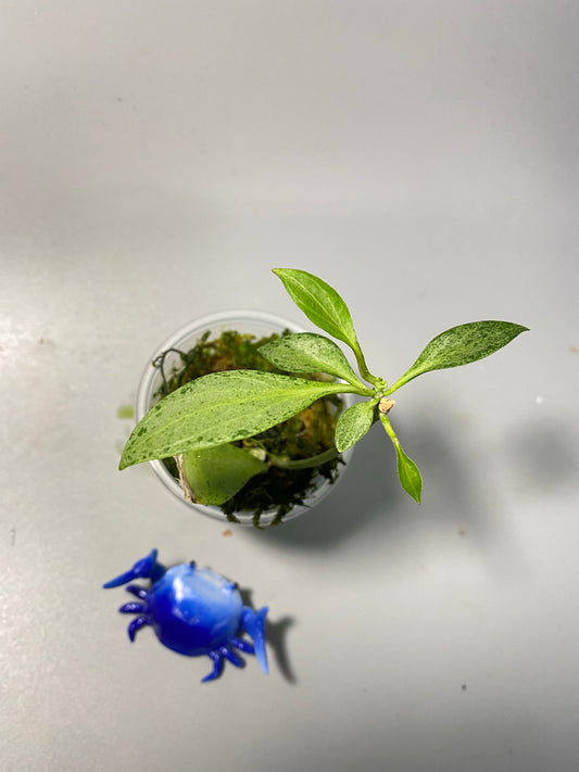 Hoya New Guinea ghost - active growth