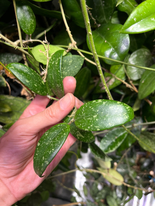 Hoya epc 600 / epc-600 -  fresh cut - Unrooted