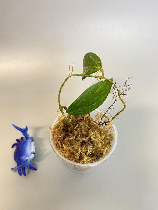 Hoya fitchii - orange - just starting to root