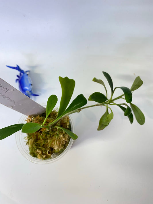 Hoya manipurensis - active growth