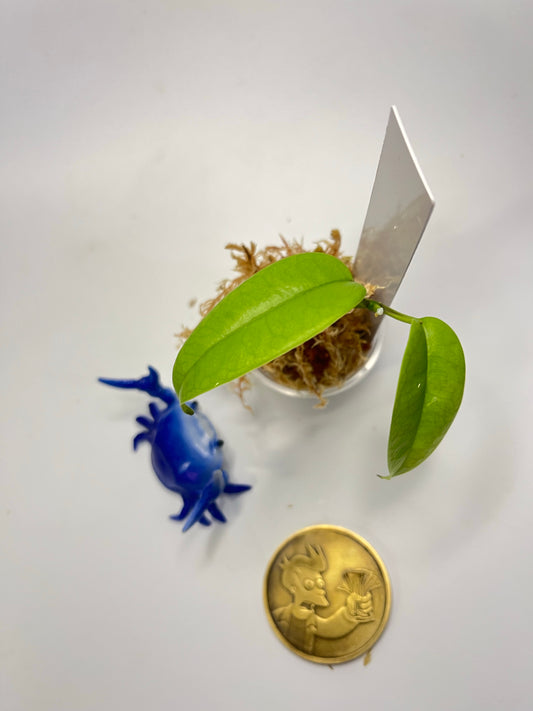 Free addon - Hoya buotii sunrise - 1 node - Unrooted