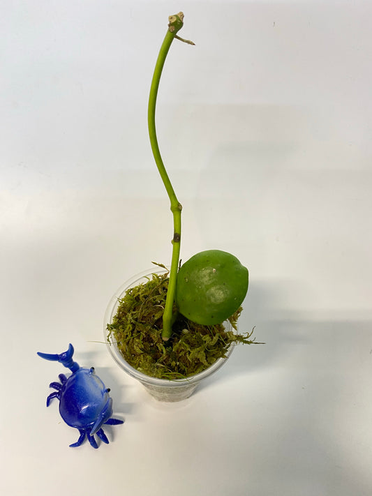 Hoya Kastbergii - just starting to root