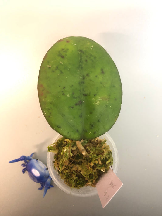 Hoya cv Joy - growth point emerging