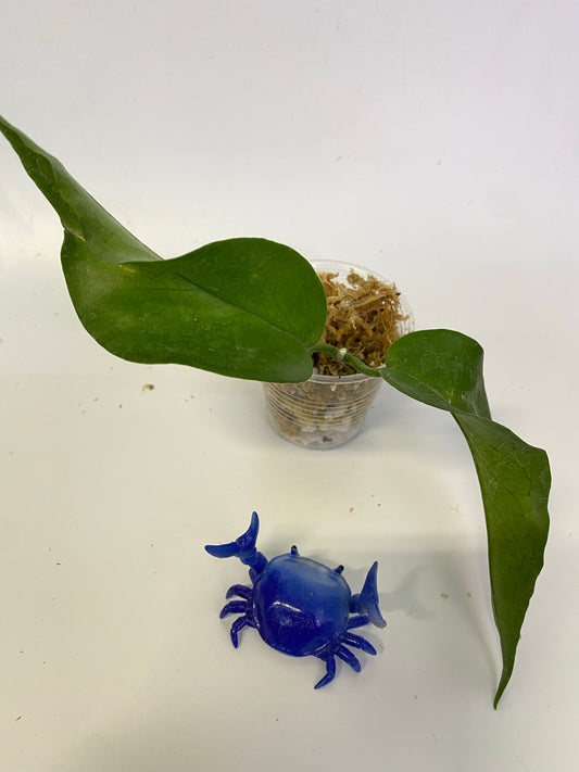 Hoya kenejiana - unrooted