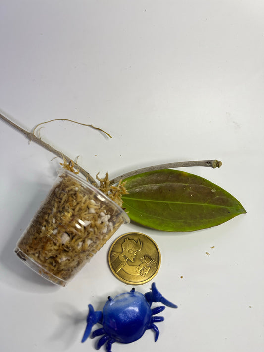 Hoya cinnamomifolia x unknown hybrid - Unrooted