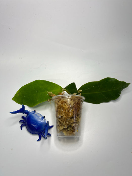 Hoya patricia - Darwinii x Elliptica - starting to root