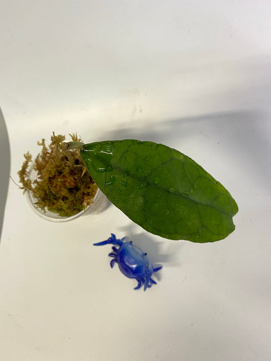 Hoya perak teddy bear / peninsularis - has some roots