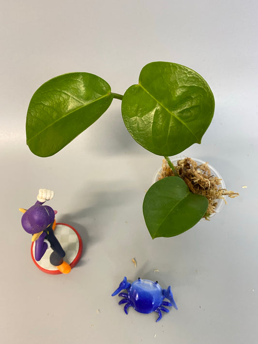 Hoya cv pinkie (australis x subcalva) - has roots