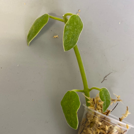 Hoya madulidii - Unrooted